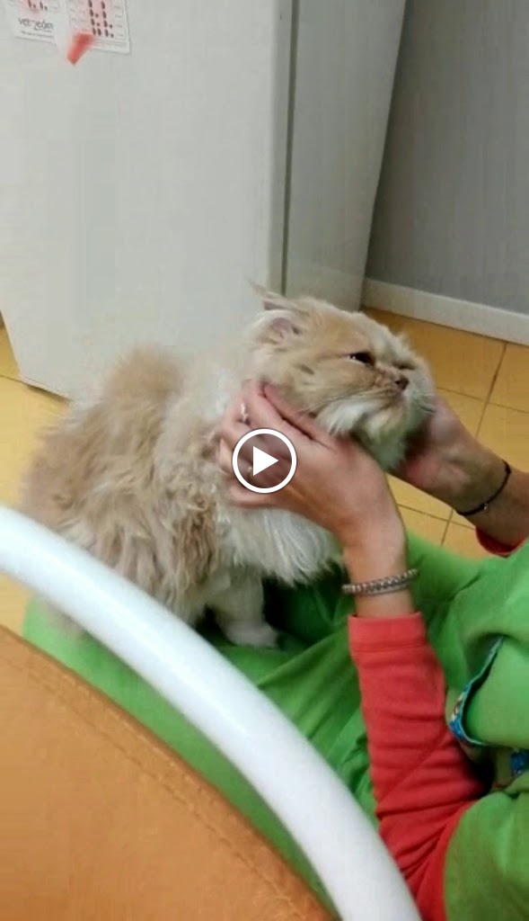 Veterinario Scooby Doo Illescas — Videos