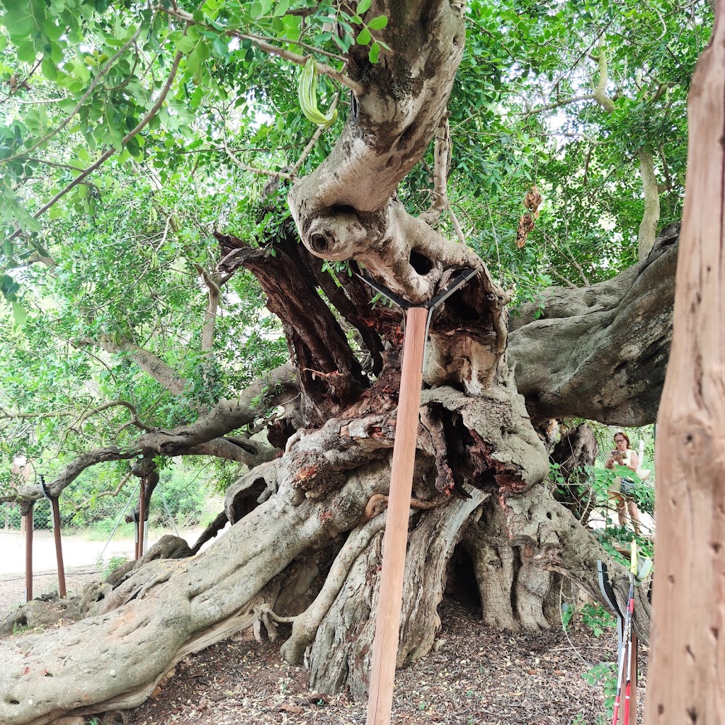 Algarrobo monumental