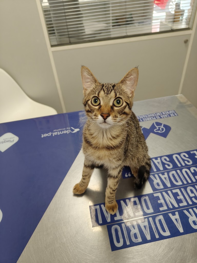 Sa Riera Centro Veterinario — Gato