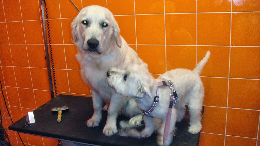 SANTA PERPETUA VETERINARIOS — Perro