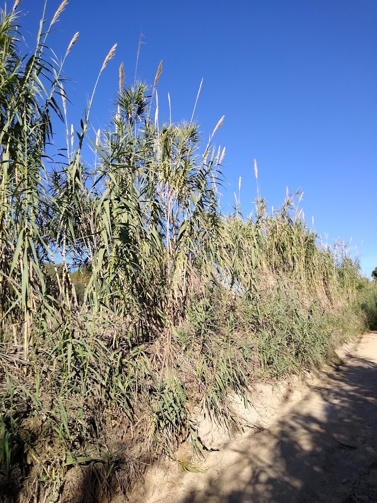 Rial de Valldemaria