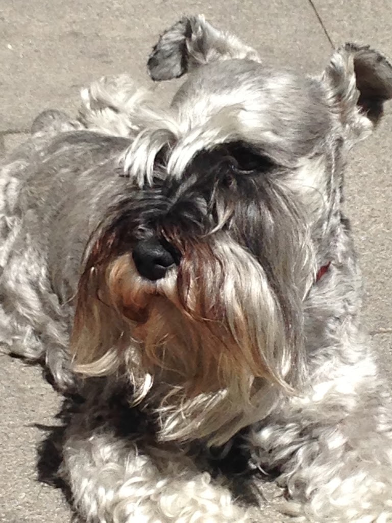 Consulta Veterinaria PetConsult - Pajareria Nieves