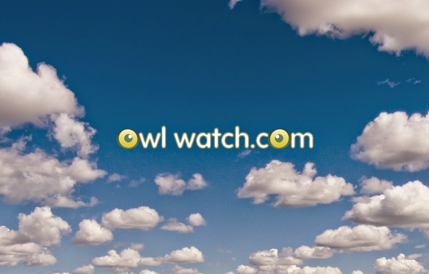 Owl Watch Consulting Services Llc
