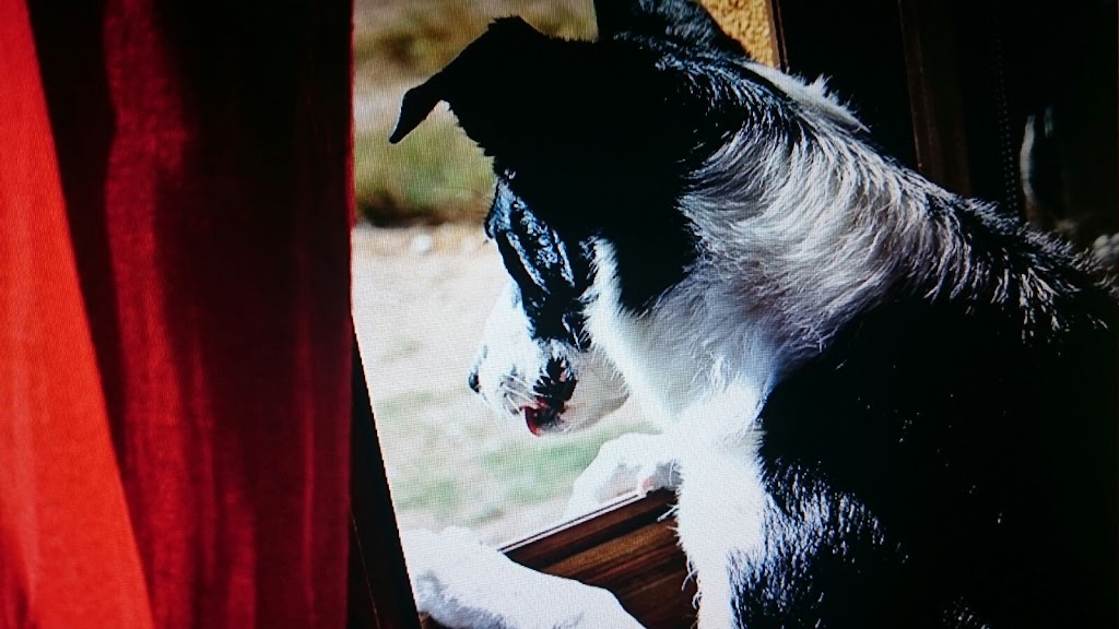 Dog Calm Educacion Canina