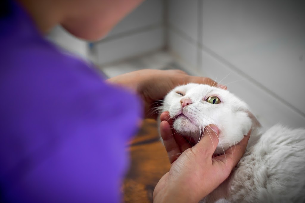 Clinica Veterinaria Plaza la Virgen Cullera — Del propietario