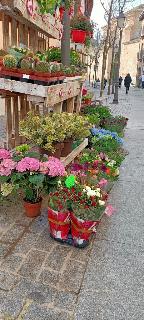 Bonsai Floristas — Jardin