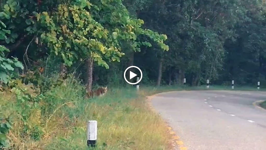Videos