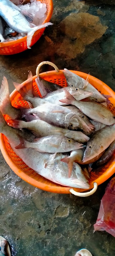 Fish