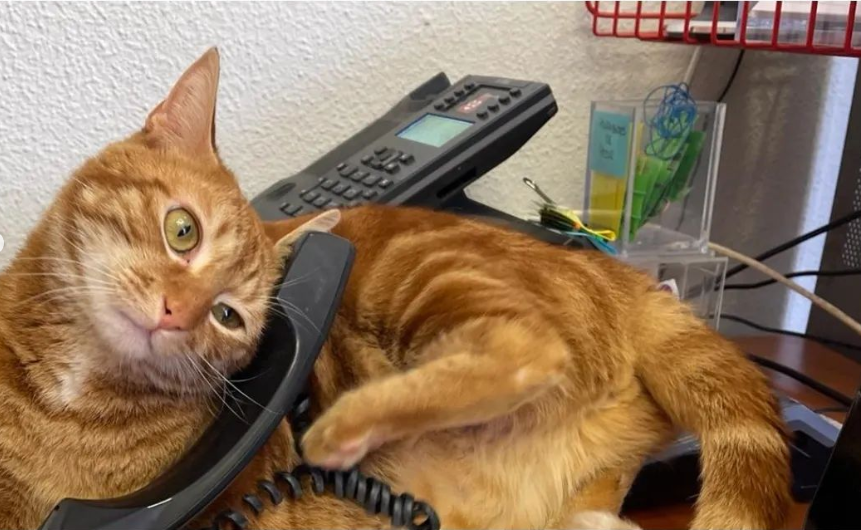 Clinica Veterinaria Pets Barajuan — Gato