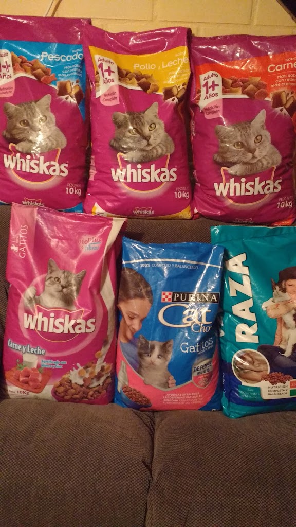 Gato