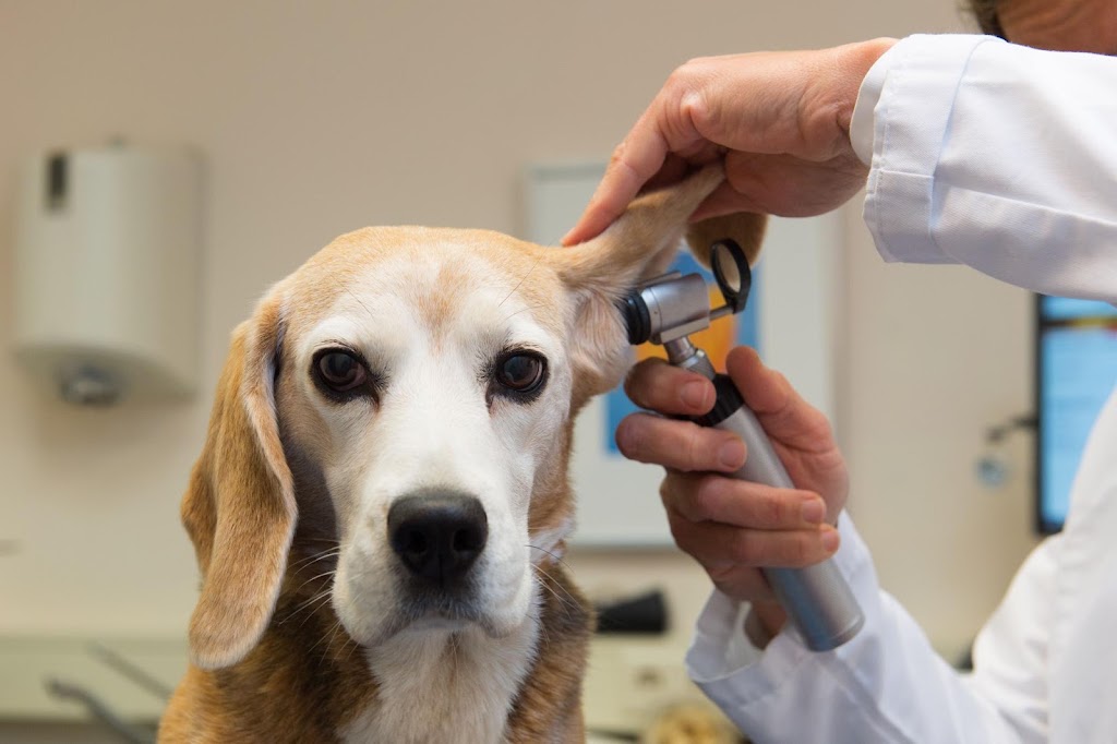 Centro Medico Veterinario Los Alamos — Perro