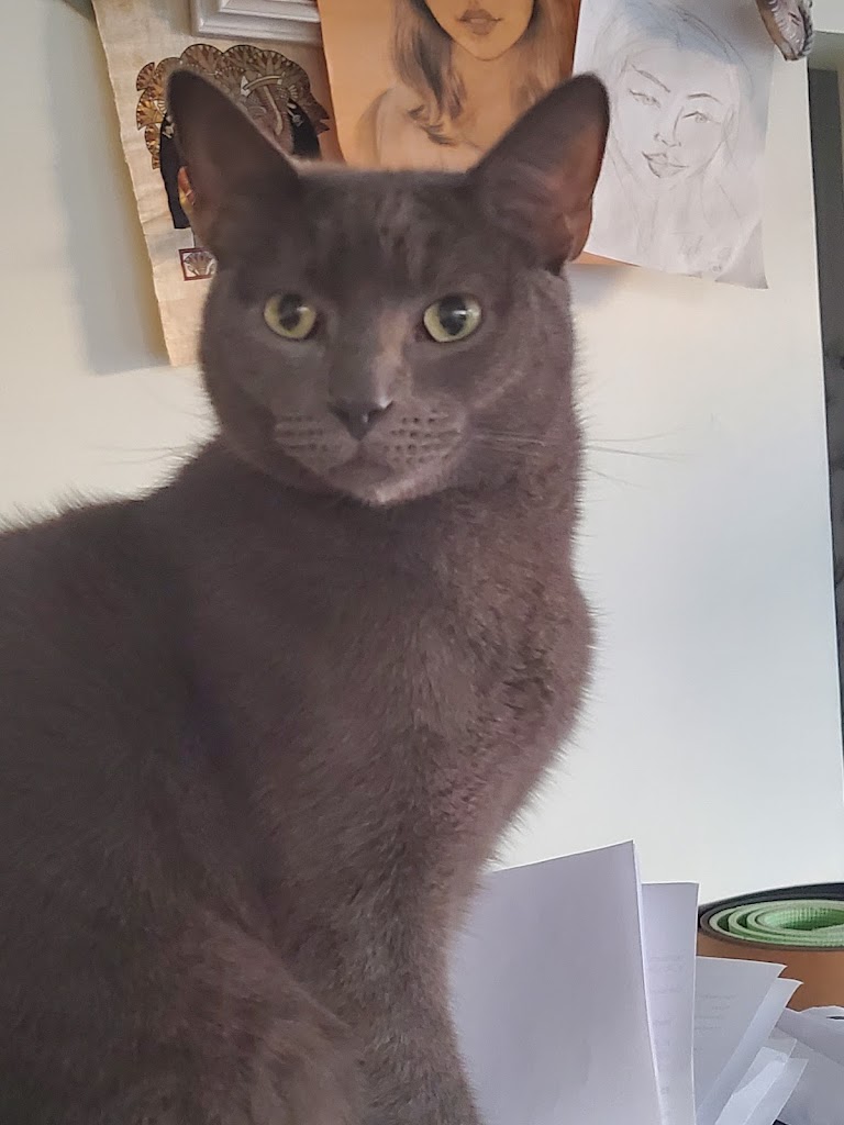 Gato
