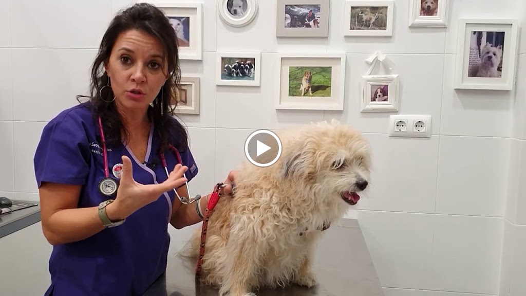 CAN CAT Clinica Veterinaria — Del propietario