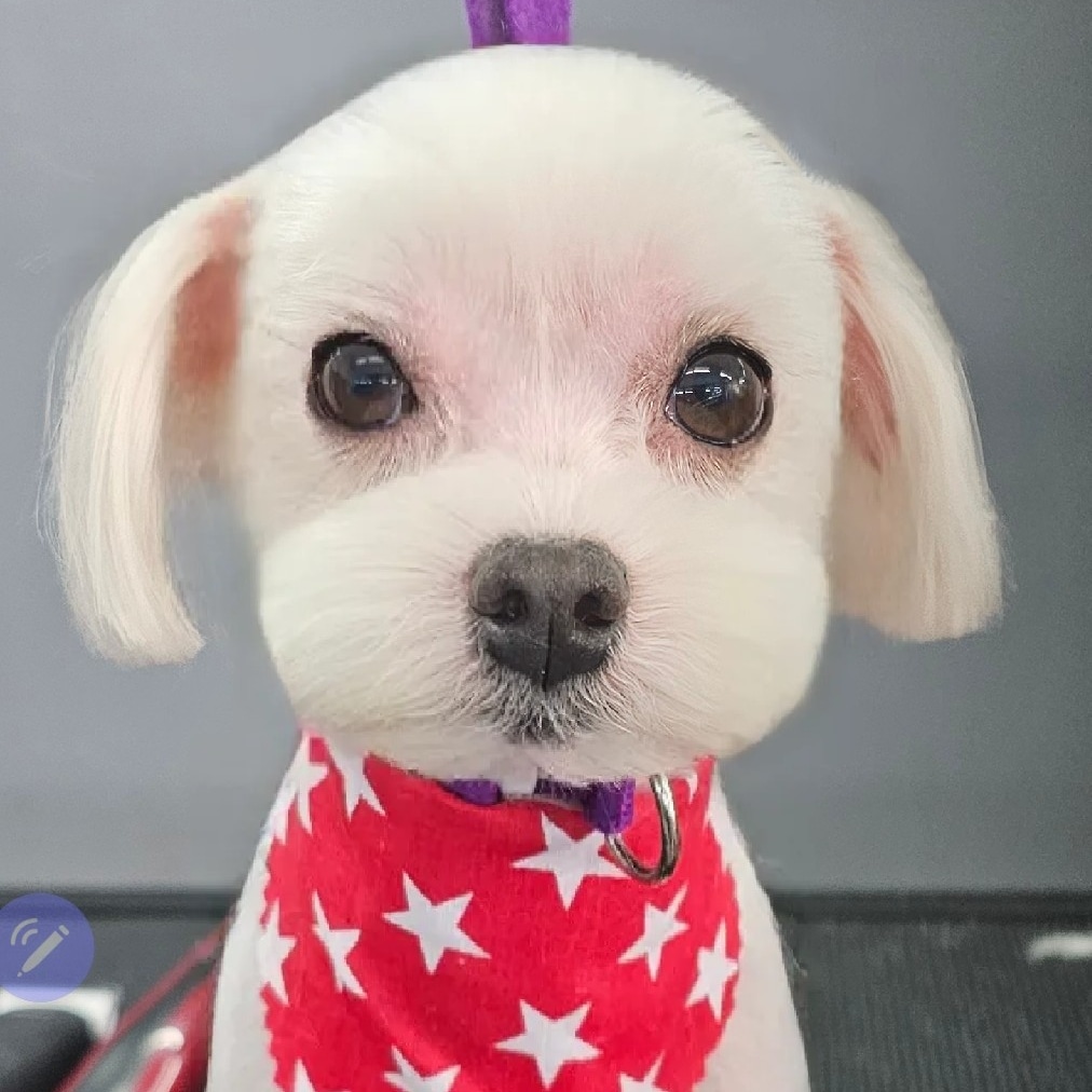 Perro