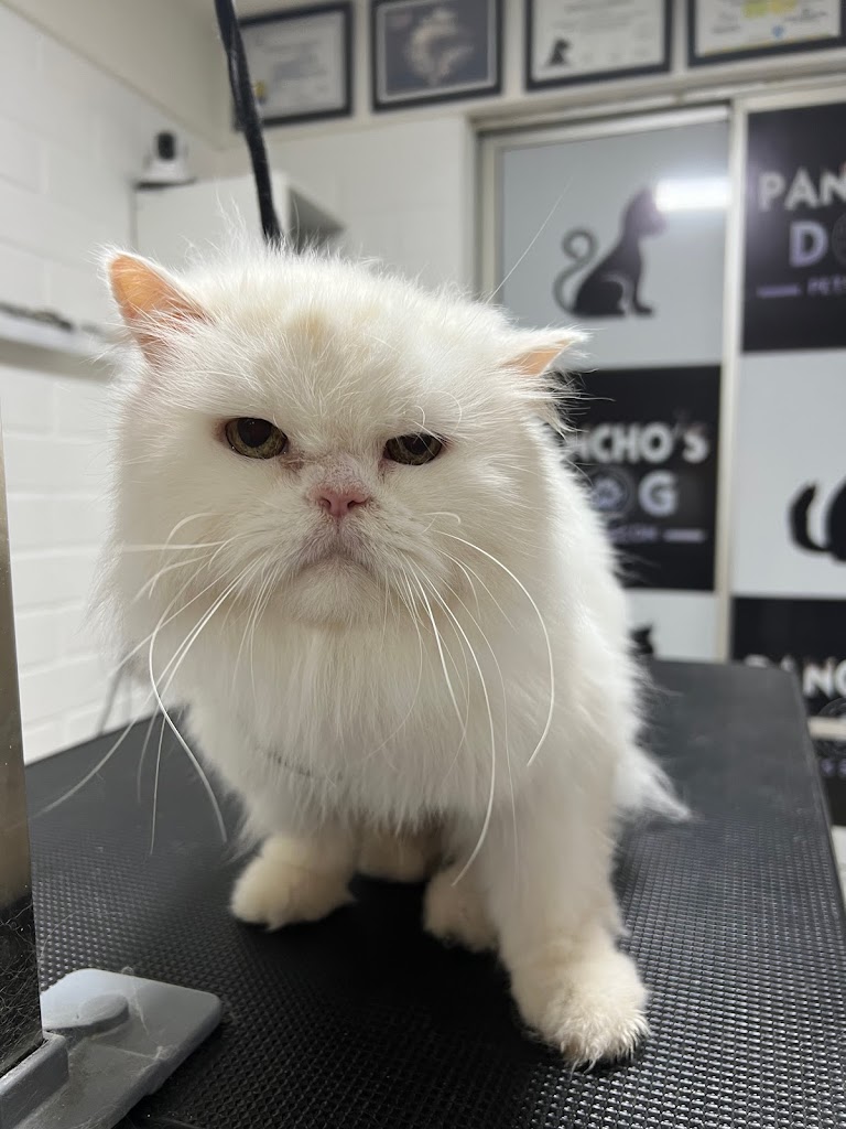 Gato