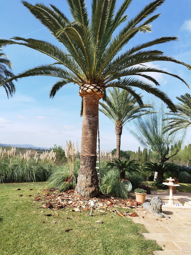 JARDINES SAMUEL MANZANO.