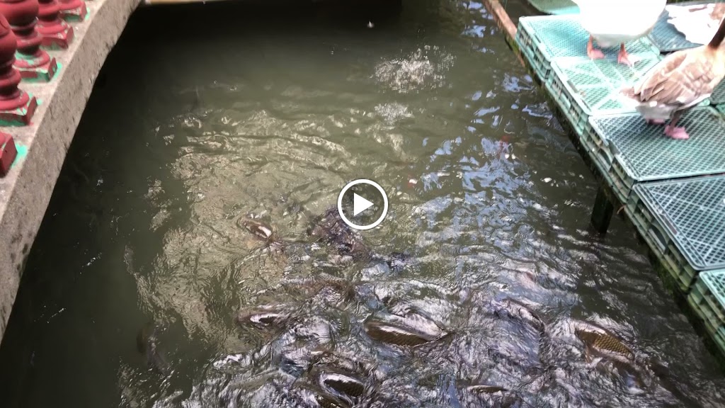 大豐花園餐廳 的照片