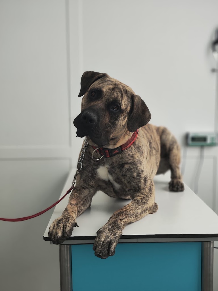 Clinica Veterinaria Proxem — Perro