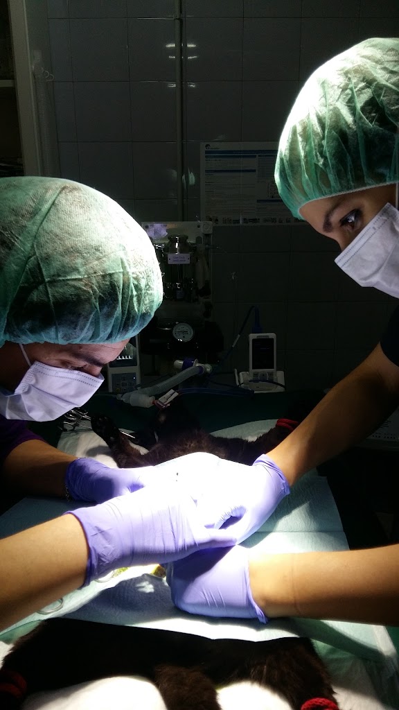 Cornella Modern Veterinaris — Del propietario