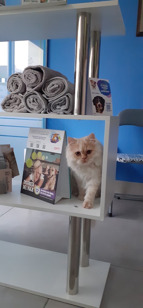 Centro Veterinario Pelosin — Gato