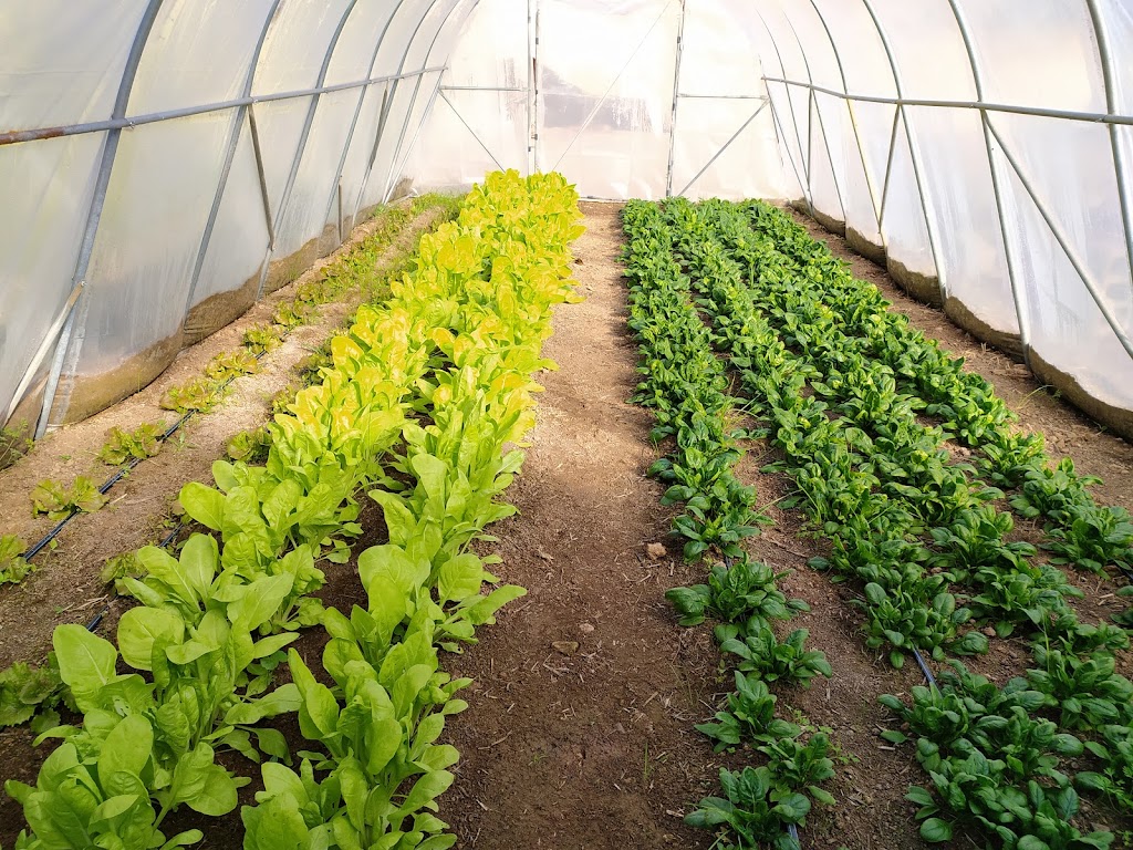 Institut La Talaia CFGM Jardineria i floristeria