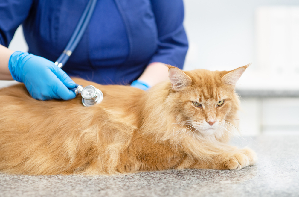 Clinica Veterinaria Alcora — Gato