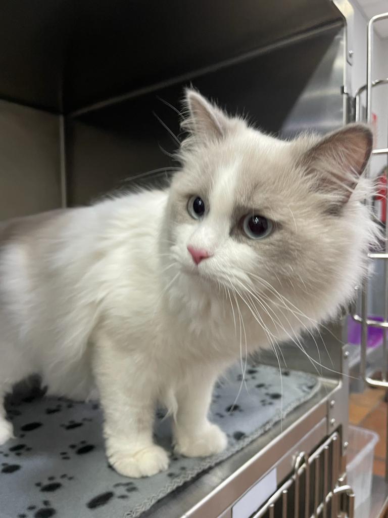 Clinica Veterinaria Vallparadis