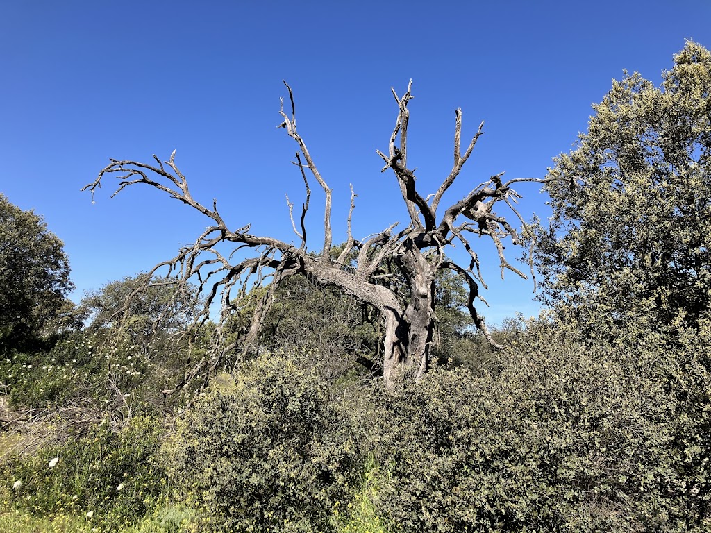 Monte de Boadilla