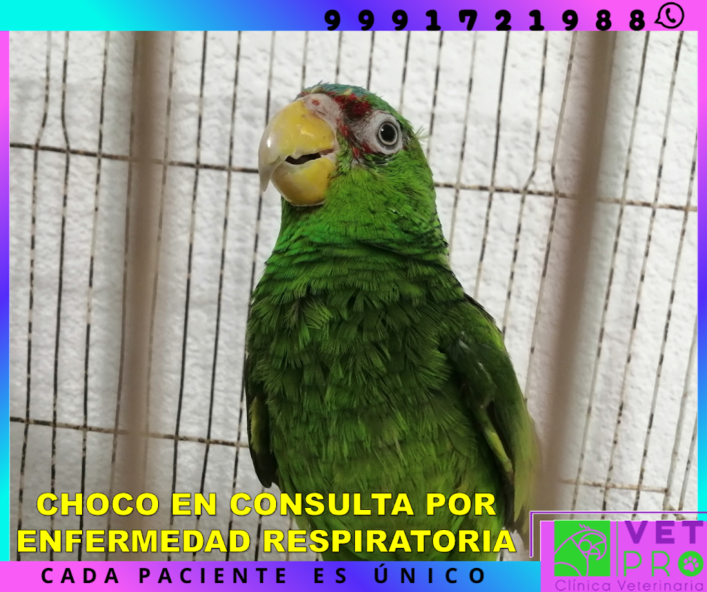 CLINICA VETPRO — Mas recientes