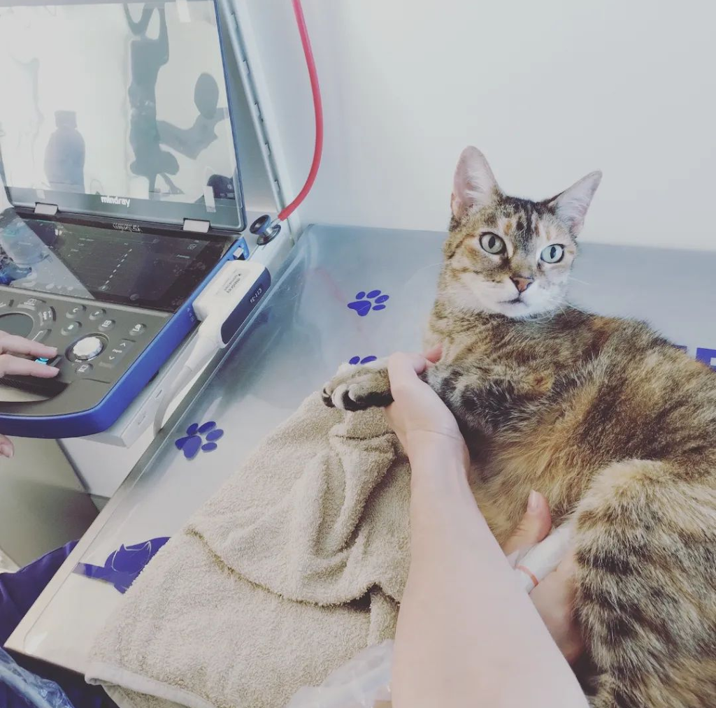 Clinica Veterinaria Petits i Peluts Veterinaris — Gato