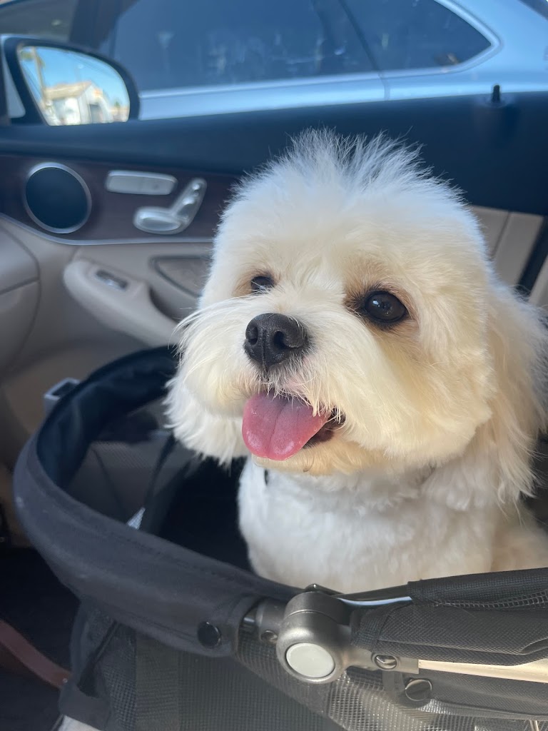 Perro