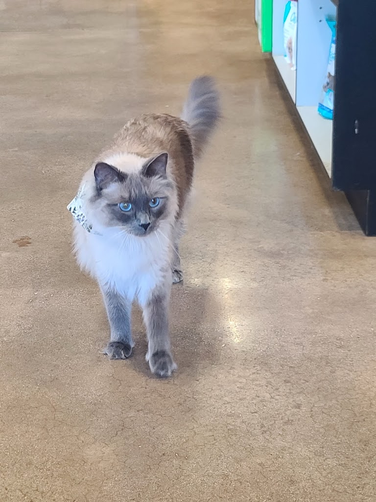 Gato