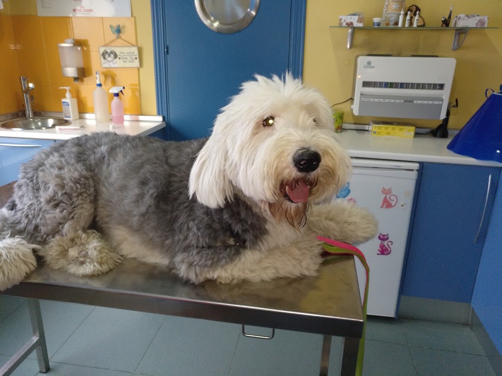Centro Veterinario Las Navas — Perro