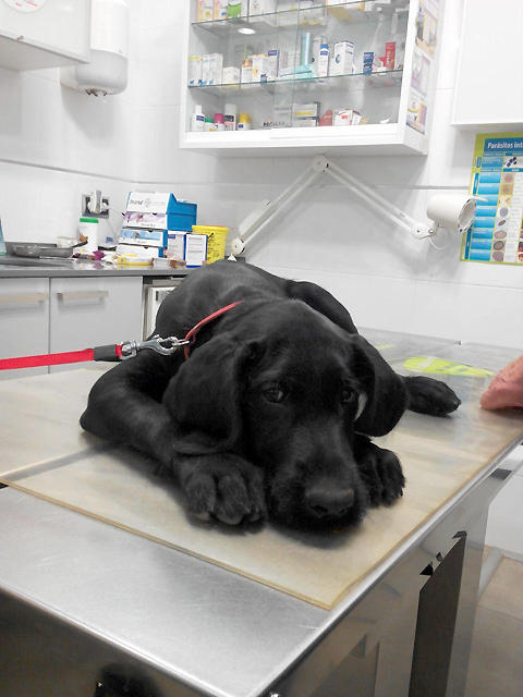 Serveis Veterinaris de Valls — Del propietario