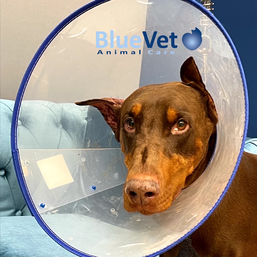 BlueVet Veterinario Las Matas — Perro