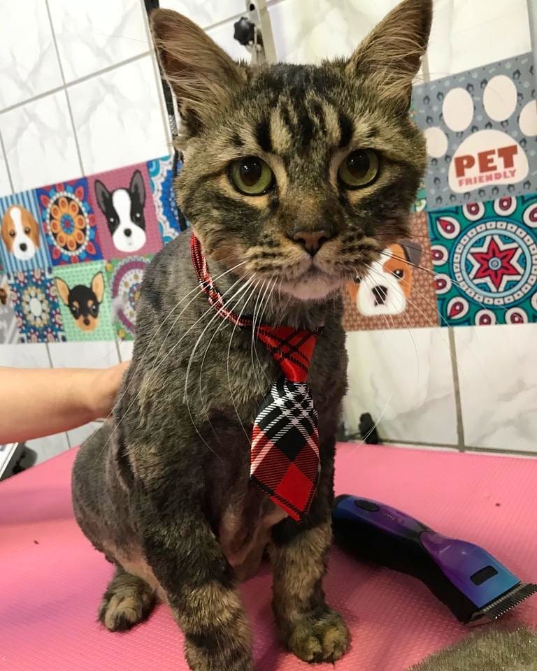 Gato