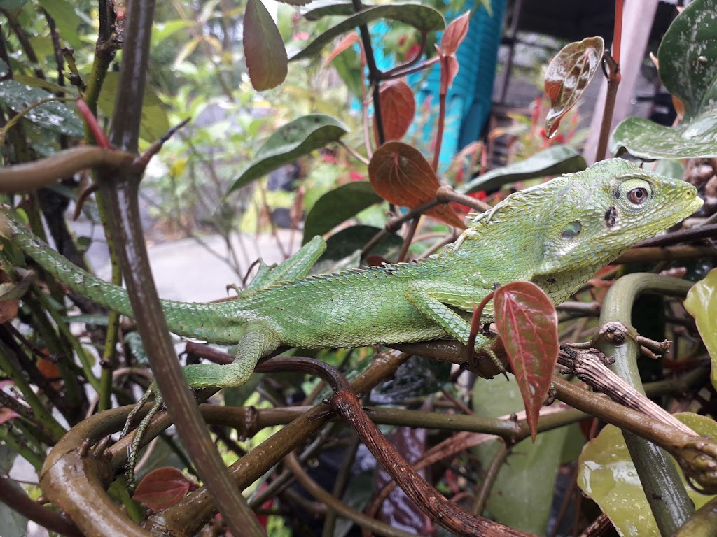 Penyewaan alat camping