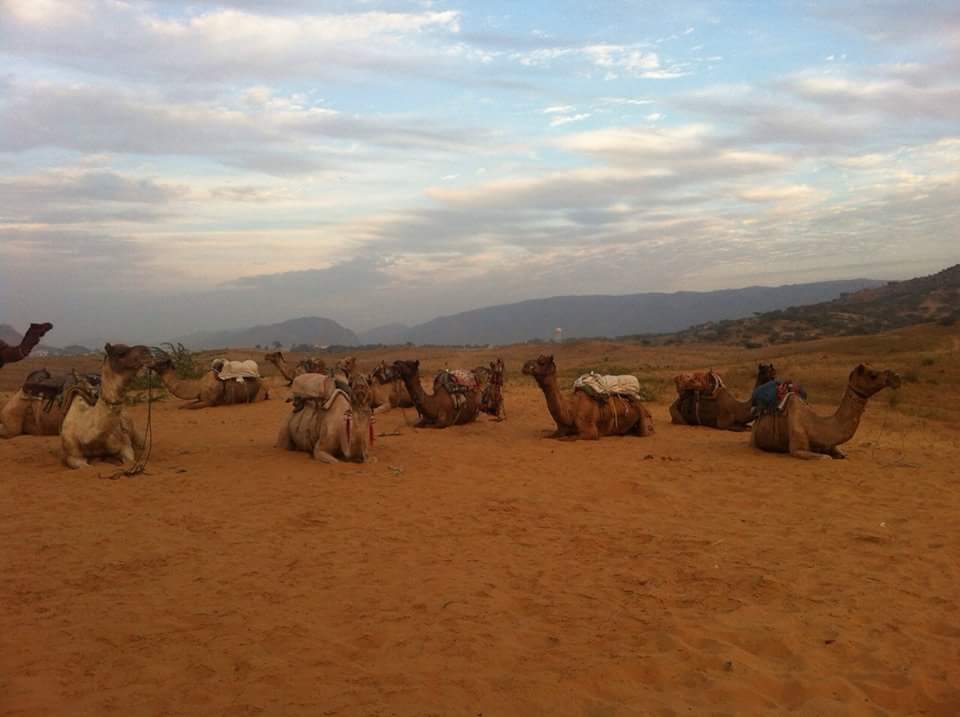 Pushkar Camel Safari