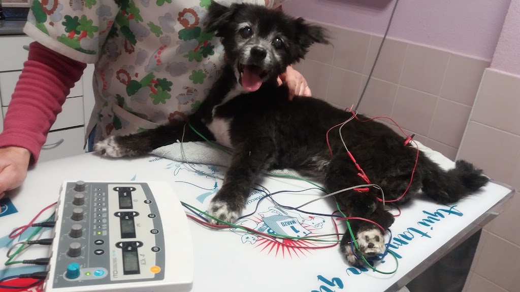 Clinica Veterinaria Del Val — Perro