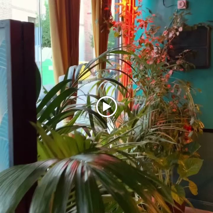 Restaurante Japones - MIYAGI EXPRESS SUSHI BAR — Videos