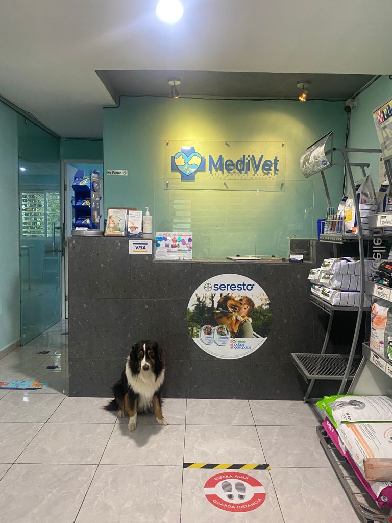 MediVet — Perro