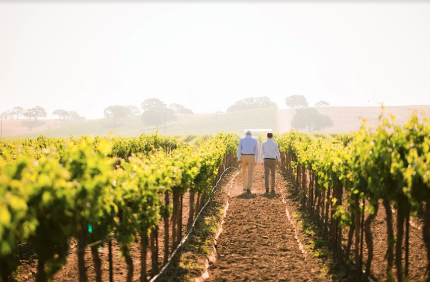Vineyard