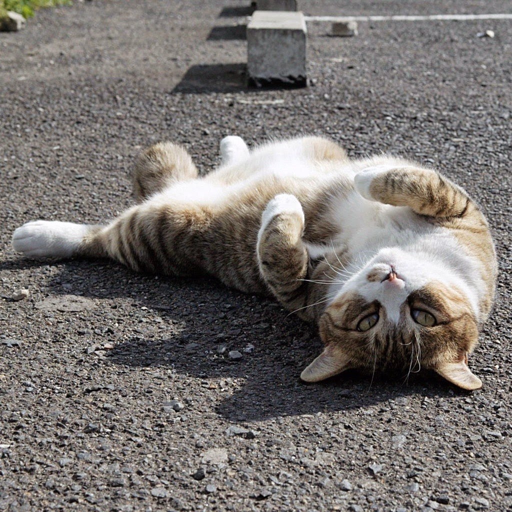 Vetalliance Clinica Veterinaria — Gato