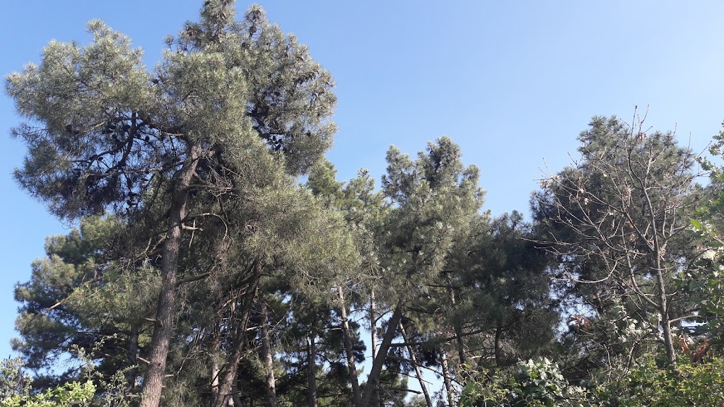 Los Pinos del Secretario (Navatejera)