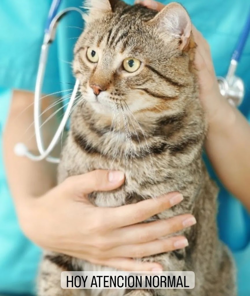 Gato