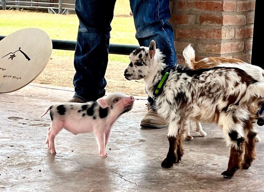  El Paso Goat Yoga