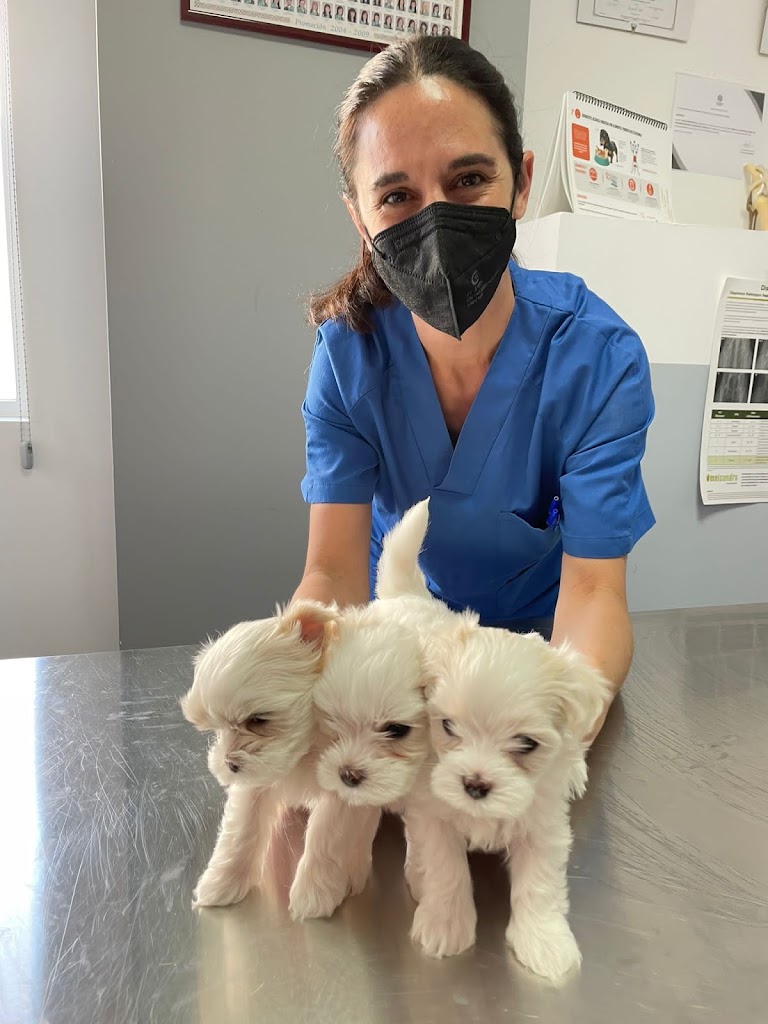 Centro Veterinario Ohana — Perro