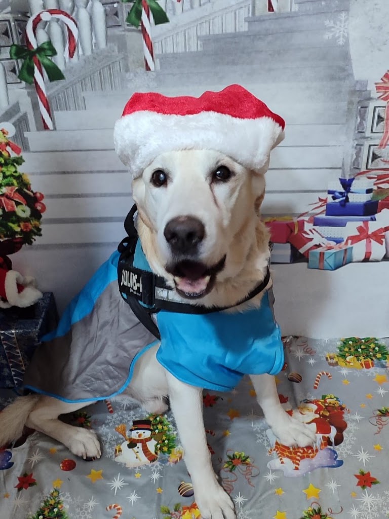 CLINICA VETERINARIA EN SAN SEBASTIAN DE LOS REYES - SANSEPET — Perro