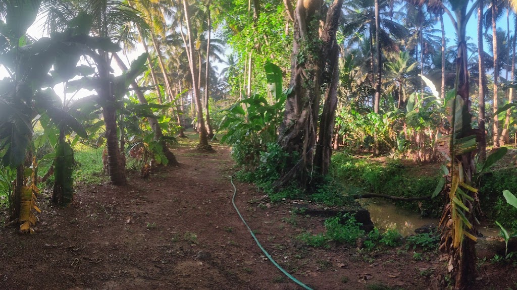 Roque Santana Cota Farm Grove