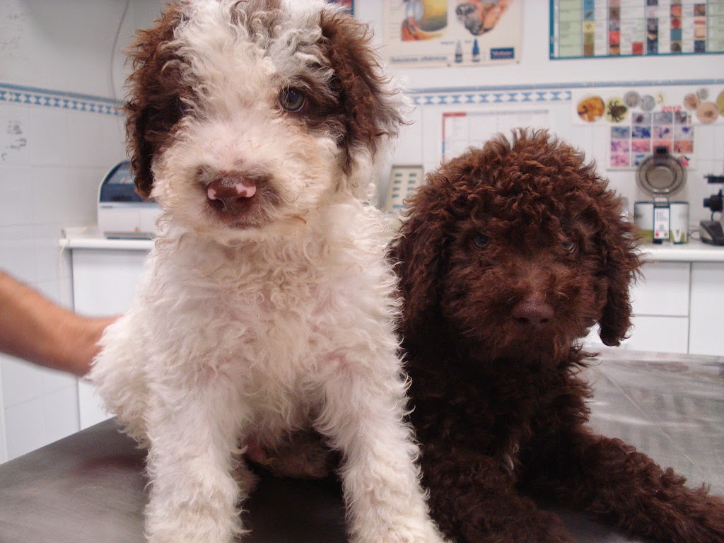 Clinica veterinaria Orippo — Del propietario